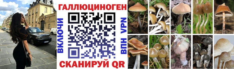 Галлюциногенные грибы Psilocybine cubensis Пущино